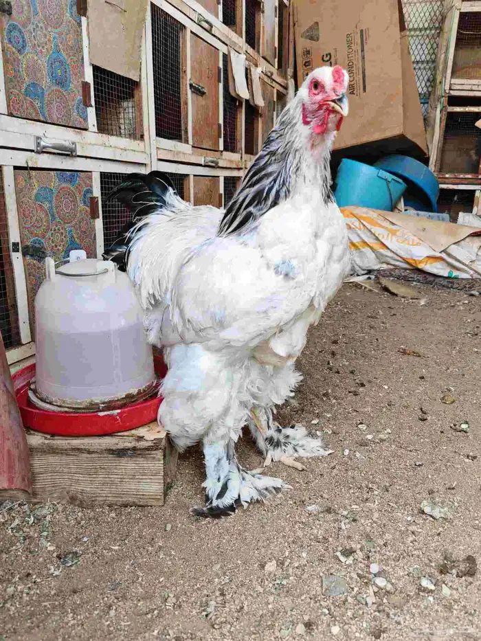 ديوك براهما كولمبي 4