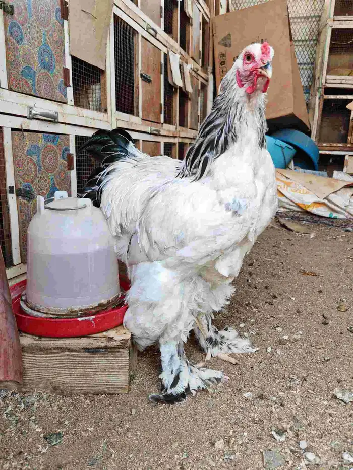 ديوك براهما كولمبي 7