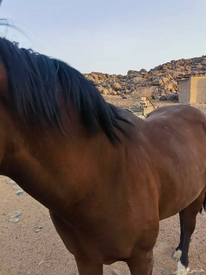 حصان انجليزي البيع مستعجل 1500 1