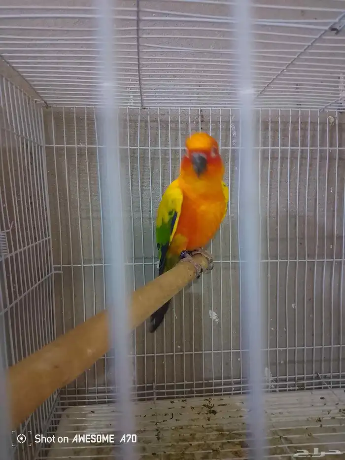 صن كنيور شمسي صبغه قويه محللين  تم البيع 2