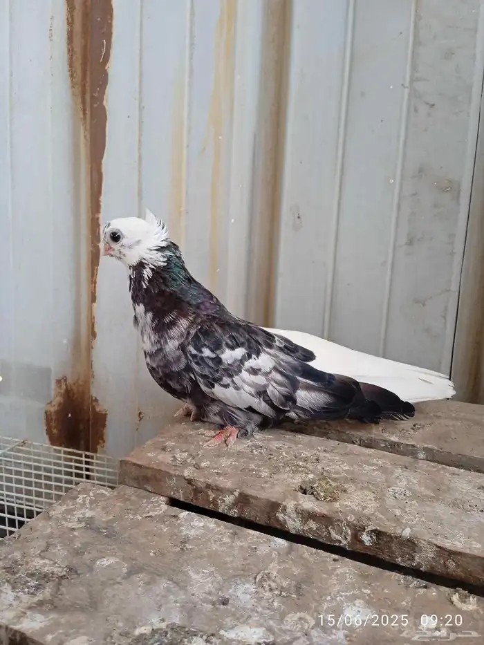 انثى قنادي 0