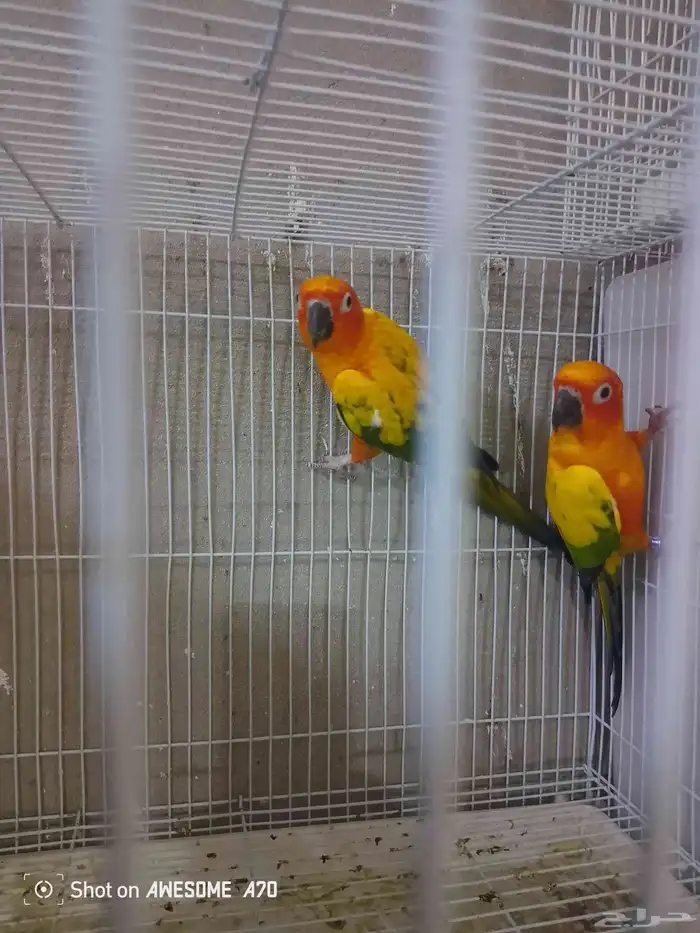 صن كنيور شمسي صبغه قويه محللين  تم البيع 0