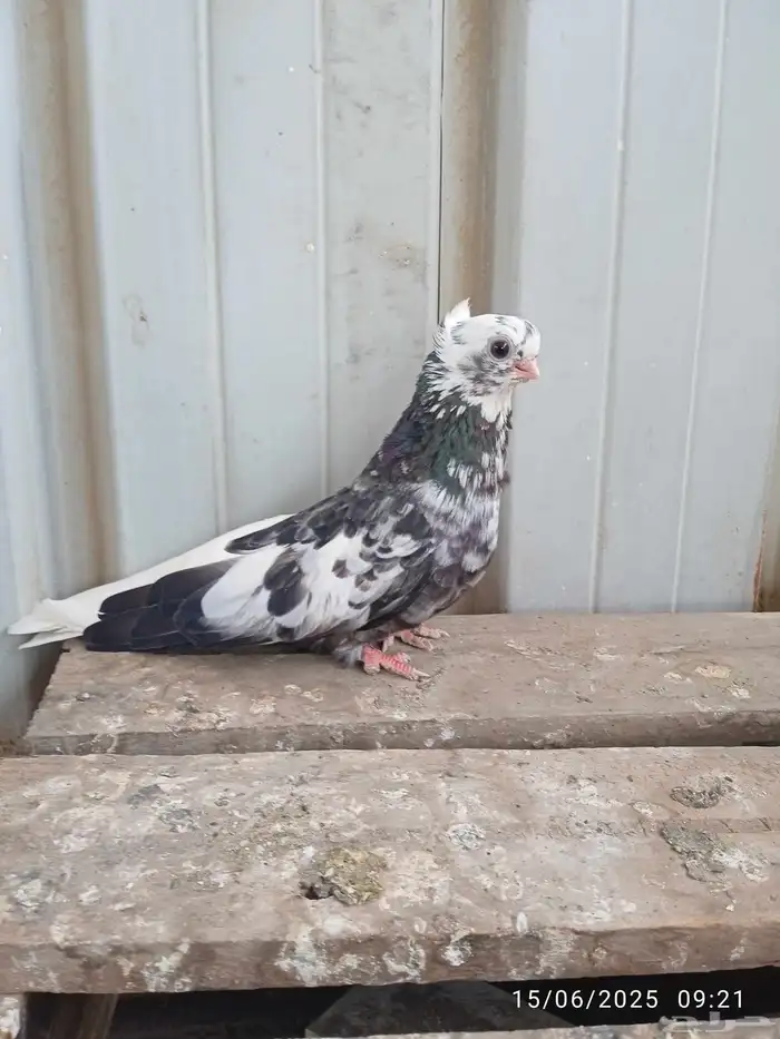 انثى قنادي 1