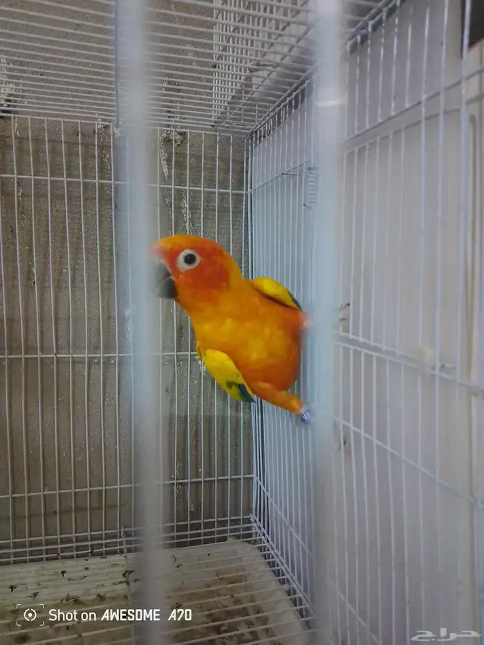 صن كنيور شمسي صبغه قويه محللين  تم البيع 1