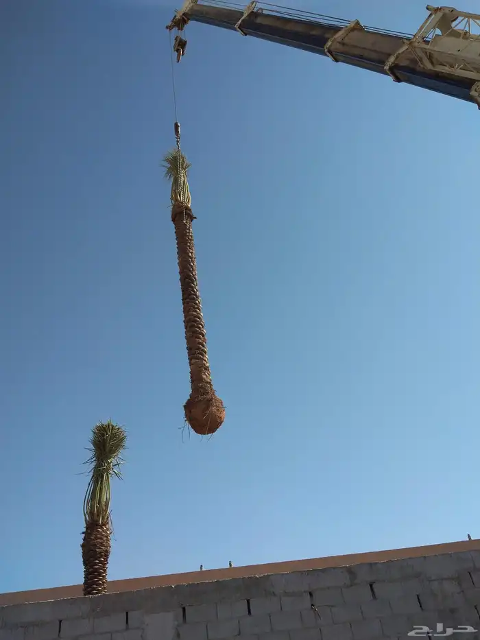 نخل عربي مثمر 1