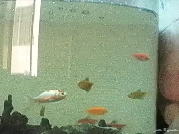 حوض سمك معه طاولة د بجميع ملحقاتها مساحة حوض كبيرة 2