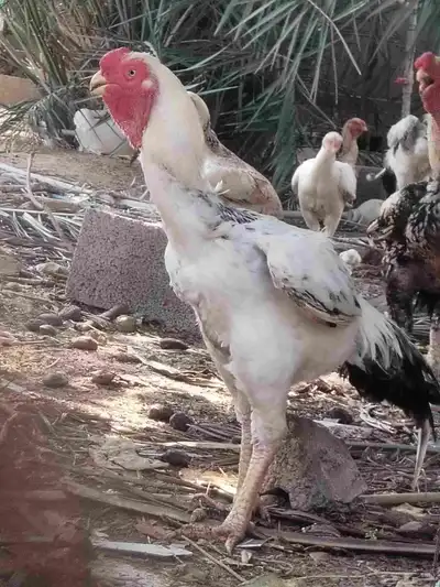 ديوك حجازي وبراهما 1