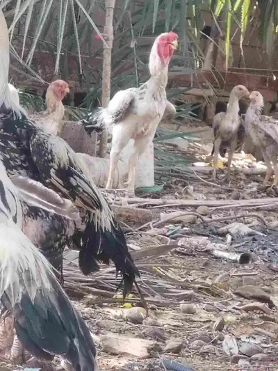 ديوك حجازي وبراهما 4