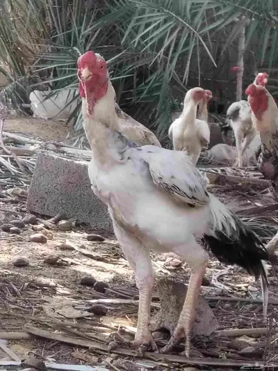 ديوك حجازي وبراهما 0