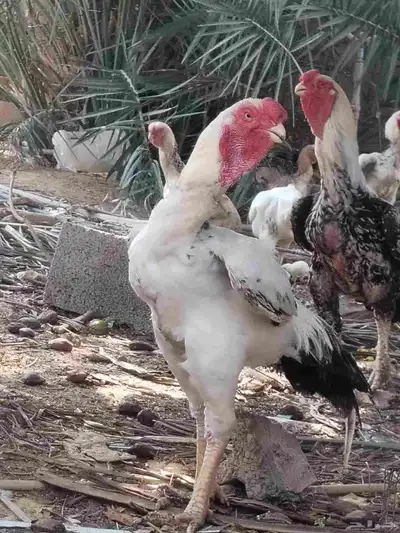 ديوك حجازي وبراهما 3