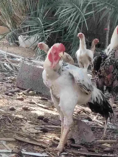 ديوك حجازي وبراهما 5