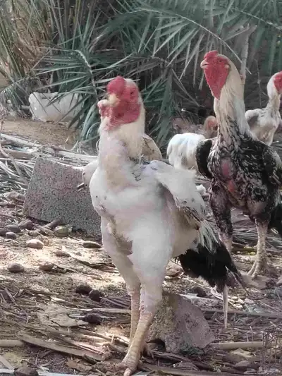ديوك حجازي وبراهما 6