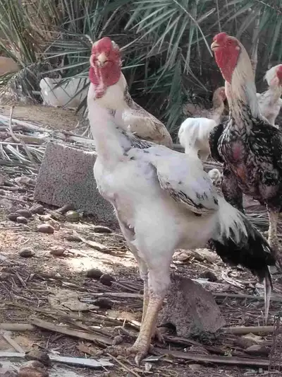 ديوك حجازي وبراهما 2