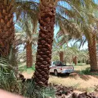 يوجد الدينا جميع انواع النخل 1