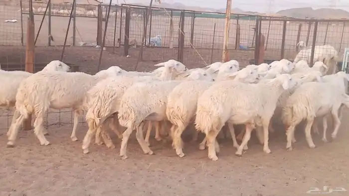 رخال حريات تم البيع 32