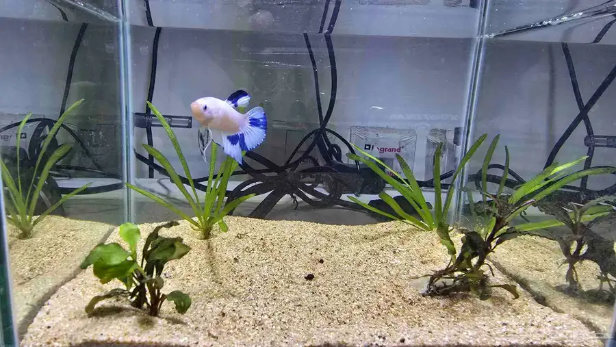 BETTA FISH FOR SALE 0