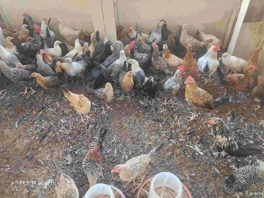 دجاج للبيع 0