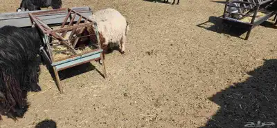 جذعان للبيع 4
