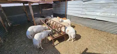 جذعان للبيع 2