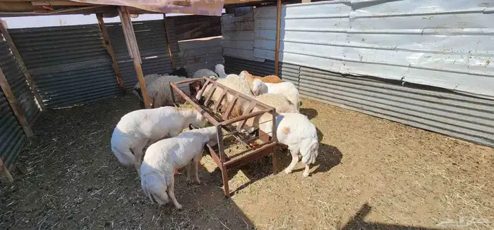 جذعان للبيع 2