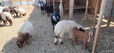 جذعان للبيع 3