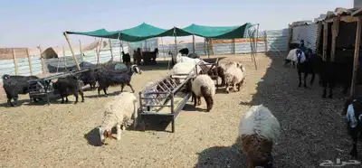 جذعان للبيع 6
