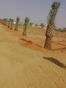 نخل عربي مثمر 5