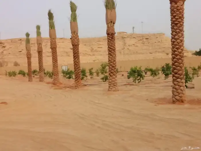 نخل عربي مثمر 9