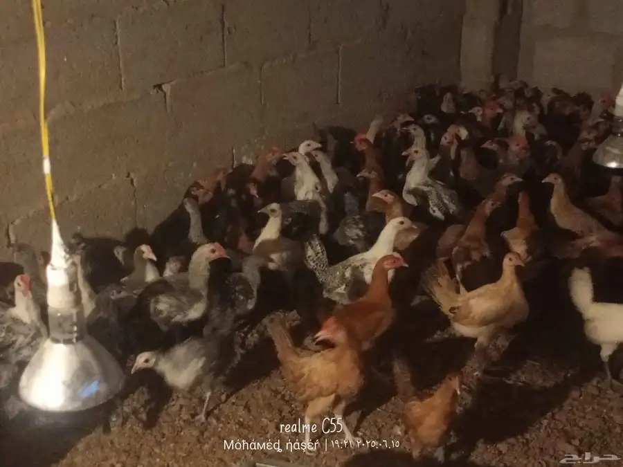 دجاج بلدي وفيومي 2