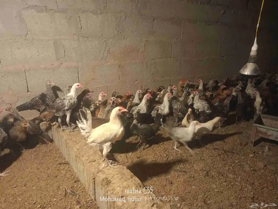 دجاج بلدي وفيومي 1