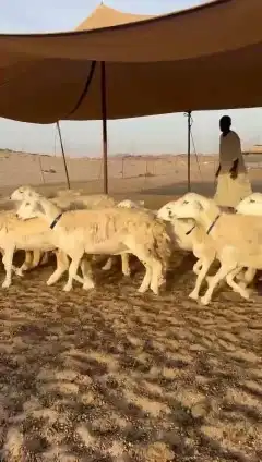 رخال حريات جدعان وتنايه ورباع عددها 33 صنف مراح واحد قطعه وا 5