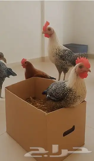 للبيع ديوك فيومي بلدي ممتازة 0