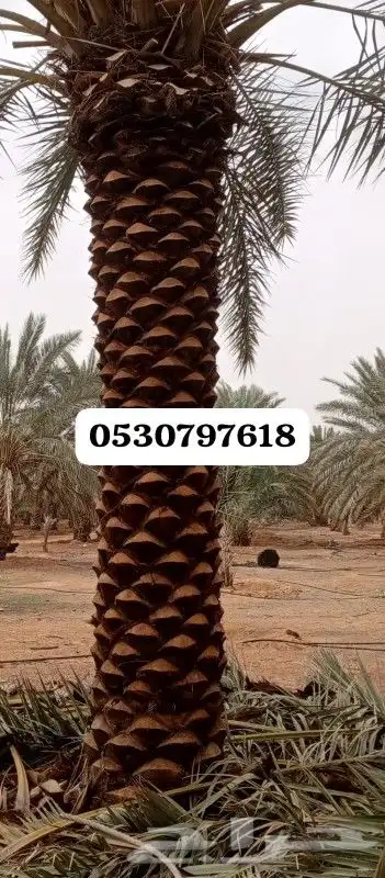 تكريب وتنظيف وشذاب نخل العربي وقس لحمل الواشنطن 1