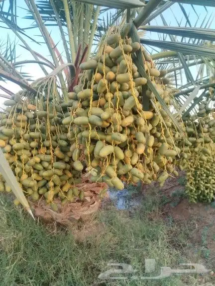 للبيع صيف برني عيص 0