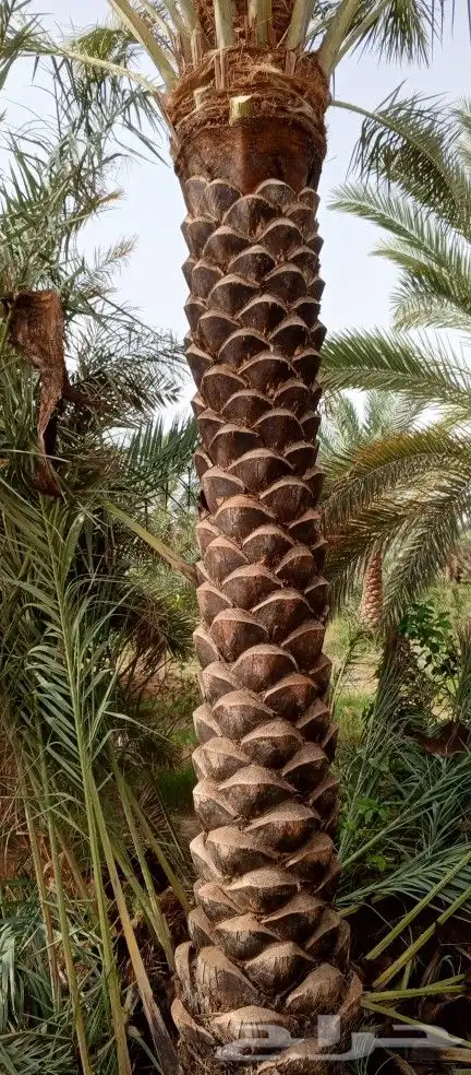 تكريب وتنظيف وشذاب نخل العربي وقس لحمل الواشنطن 0