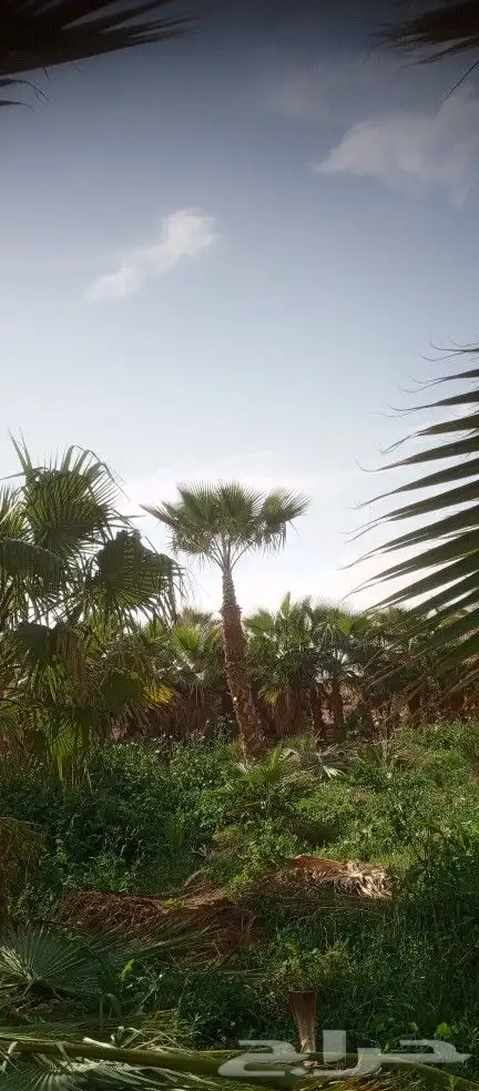 تكريب وتنظيف وشذاب نخل العربي وقس لحمل الواشنطن 3