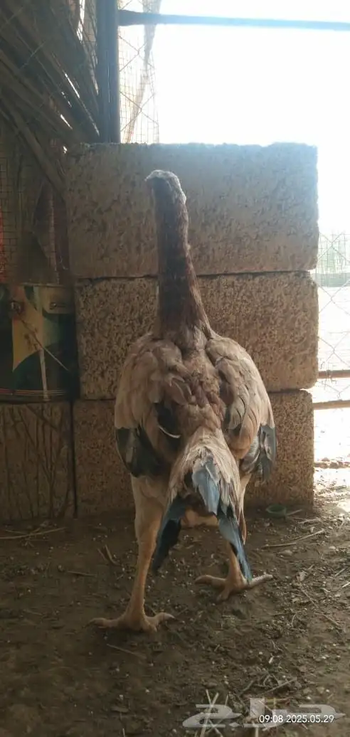 دجاج. 1
