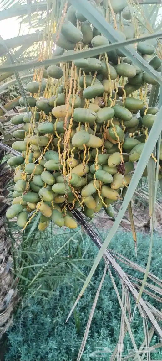 للبيع صيف برني عيص 1