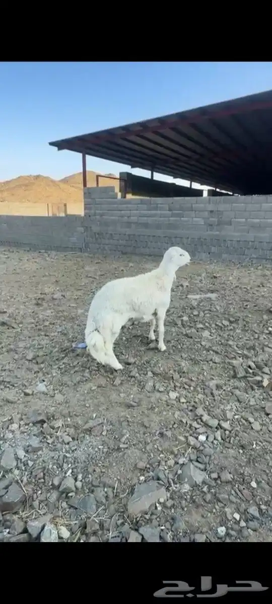 خرفي فحل 2