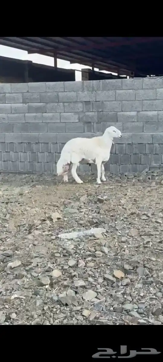 خرفي فحل 1