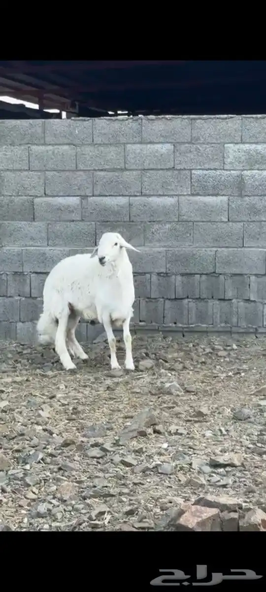 خرفي فحل 0