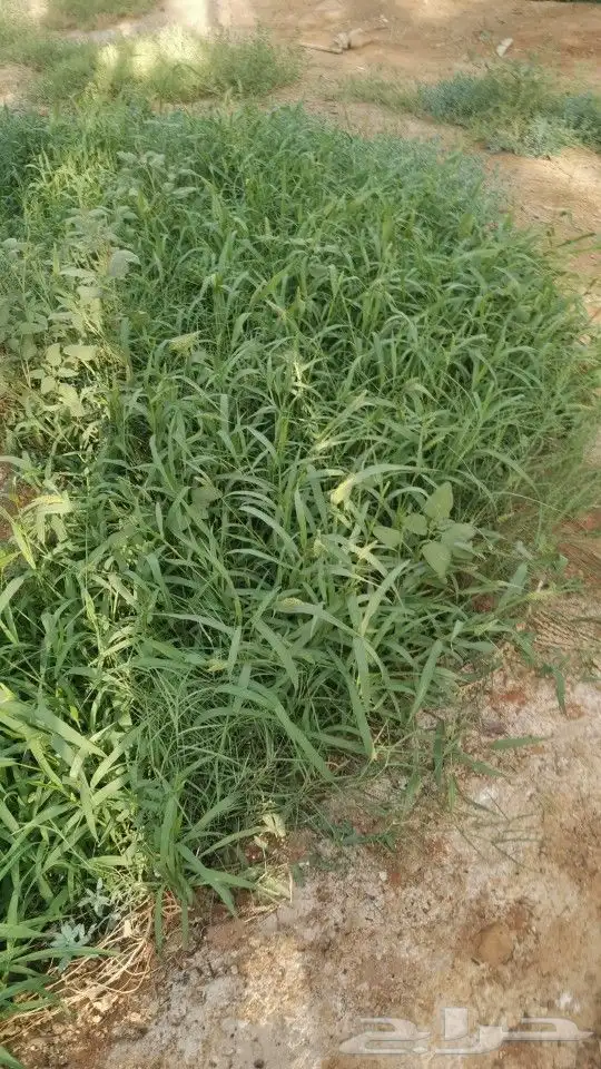 أعلاف أغنام مجان 0