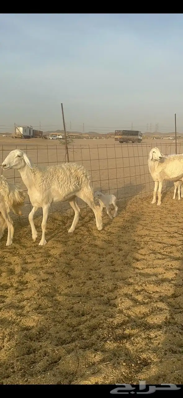 رخال طيبه 6