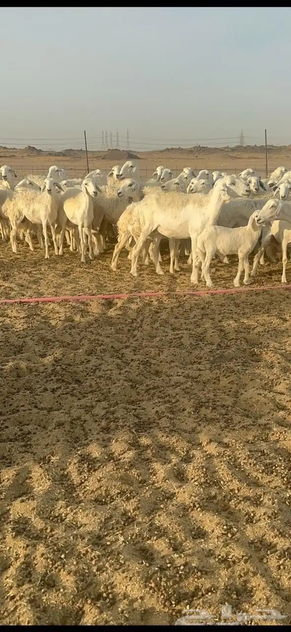 رخال طيبه 0