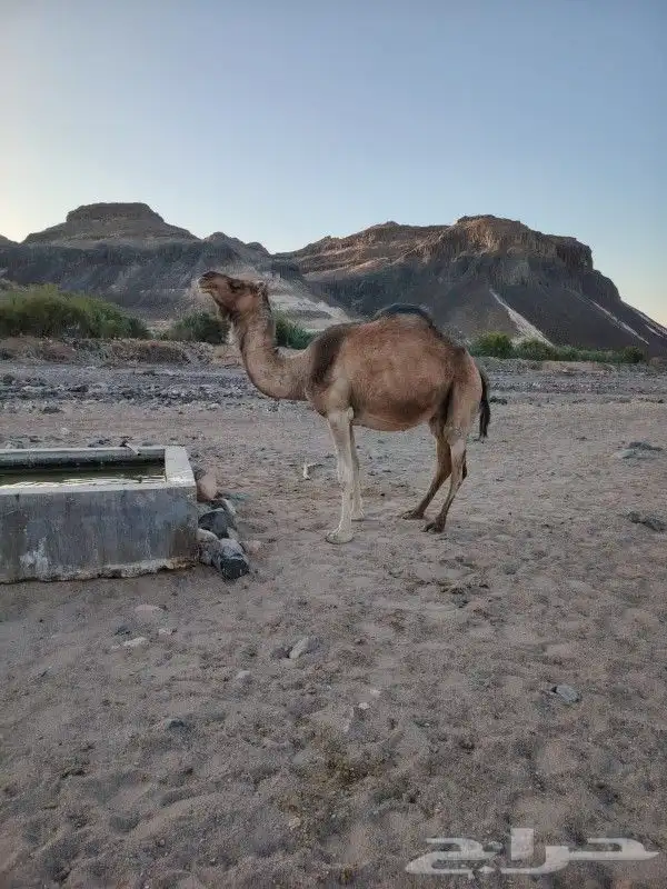 ناقه القحه حمراء 0