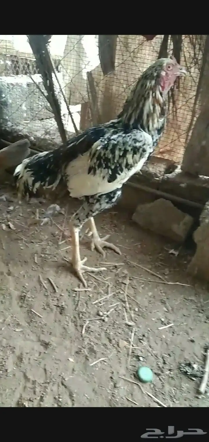 دجاج. 2