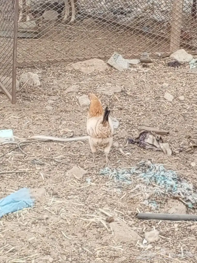 دجاج بلدي 3