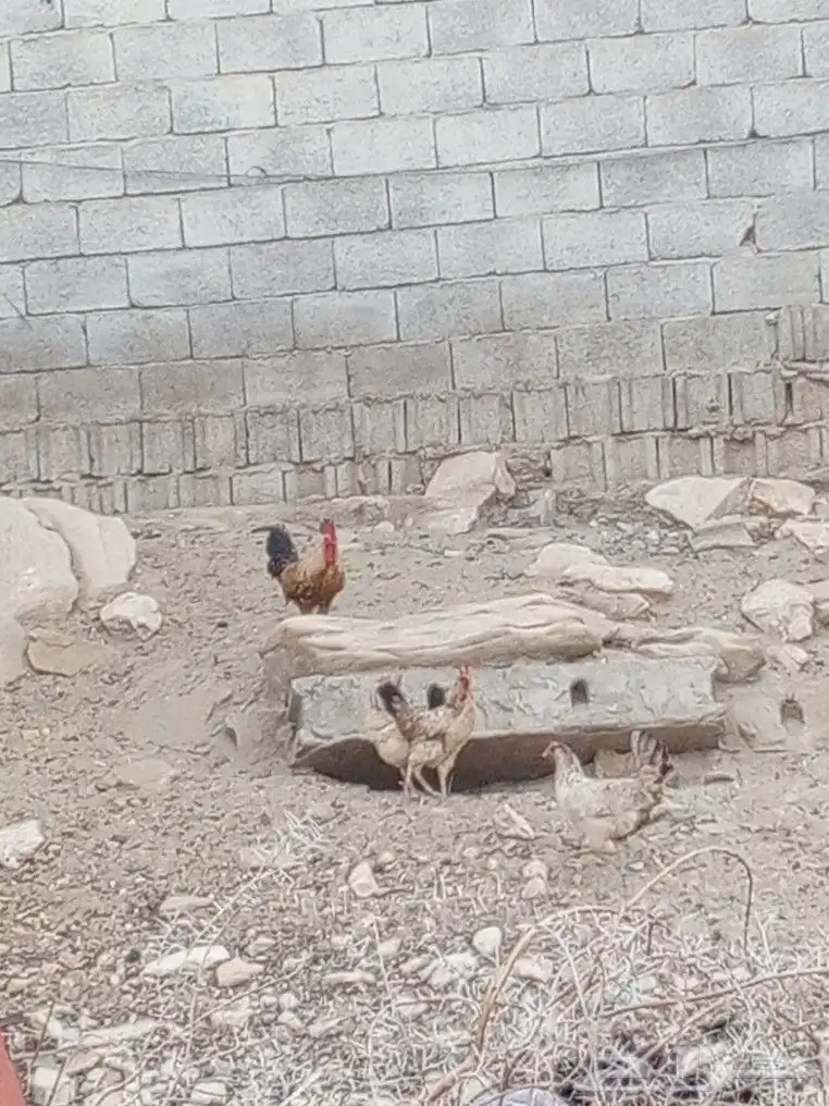 دجاج بلدي 1