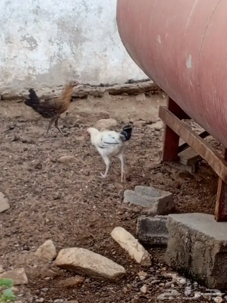 دجاج بلدي 0