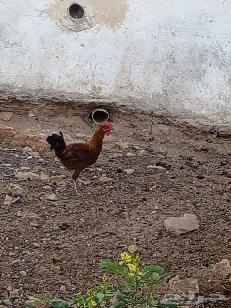دجاج بلدي 2